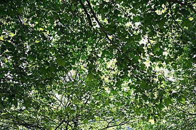 随时随地受苦 《艾尔登法环》可在Steam Deck上运行